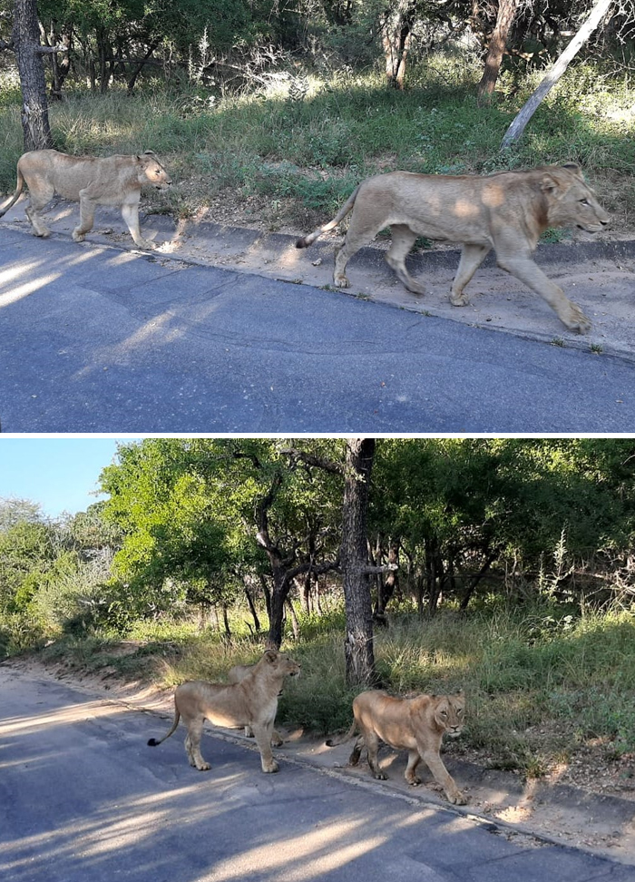 Leones patrullando el pueblo de Skukuza en Sud&aacute;frica
