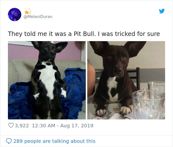 dogs15