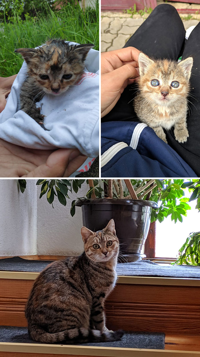 Cuando lo encontramos en la lluvia, unos d&iacute;as despu&eacute;s tras limpiarlo y ahora 6 meses despu&eacute;s