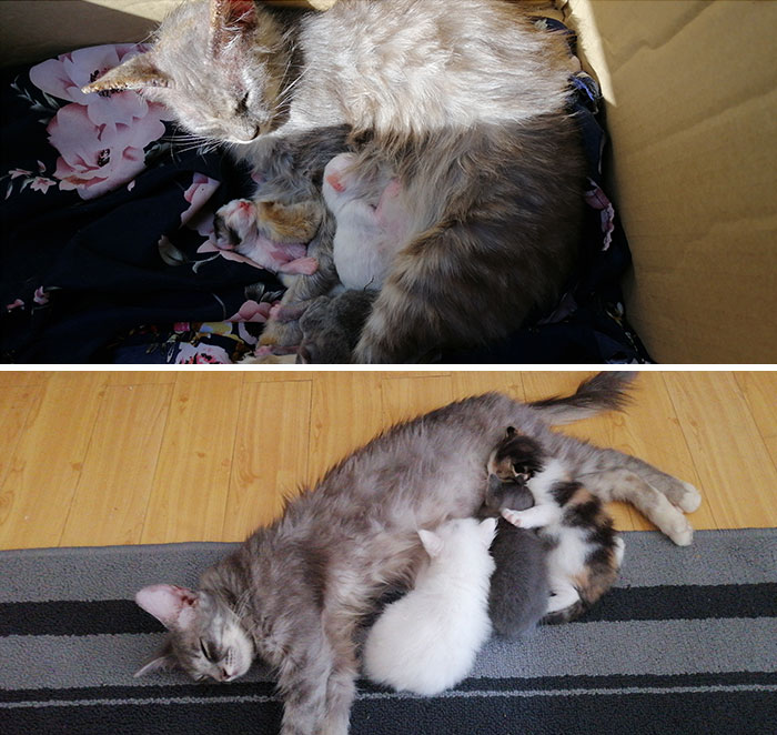 Me llev&eacute; a casa a una gata callejera con sus 3 gatitos. Un mes despu&eacute;s, ya no tiene sarna y sus gatitos est&aacute;n bien gordos