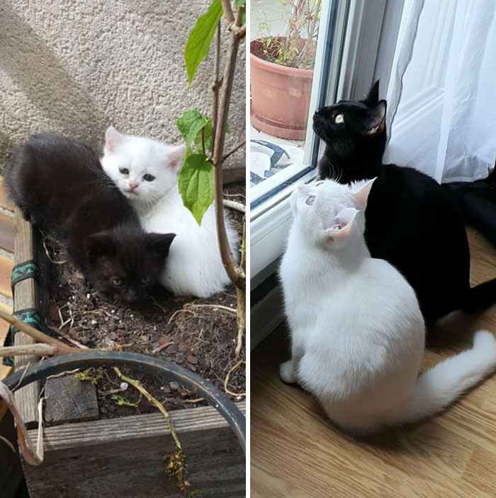 Me dijeron que los adoptara juntos porque ser&iacute;an muy felices, y as&iacute; ha sido