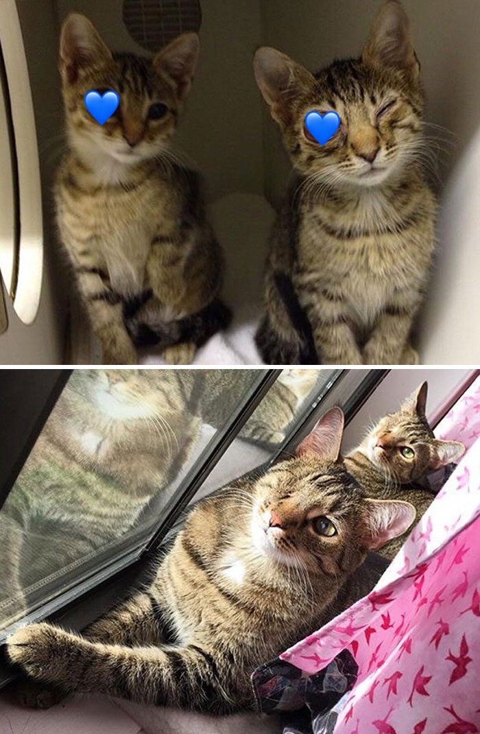 Mako y Bolin cuando ten&iacute;an problemas horribles en los ojos