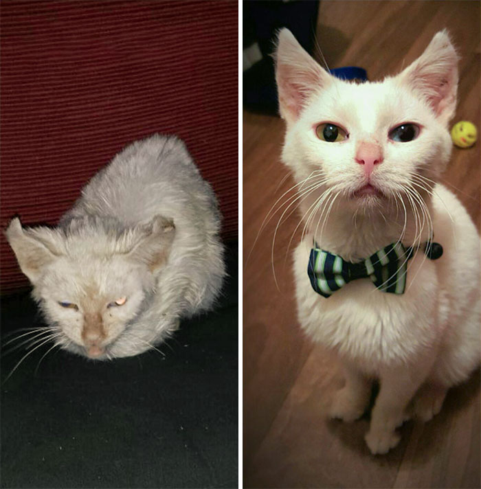 Pugsley antes y despu&eacute;s de un poco de amor y antibi&oacute;ticos