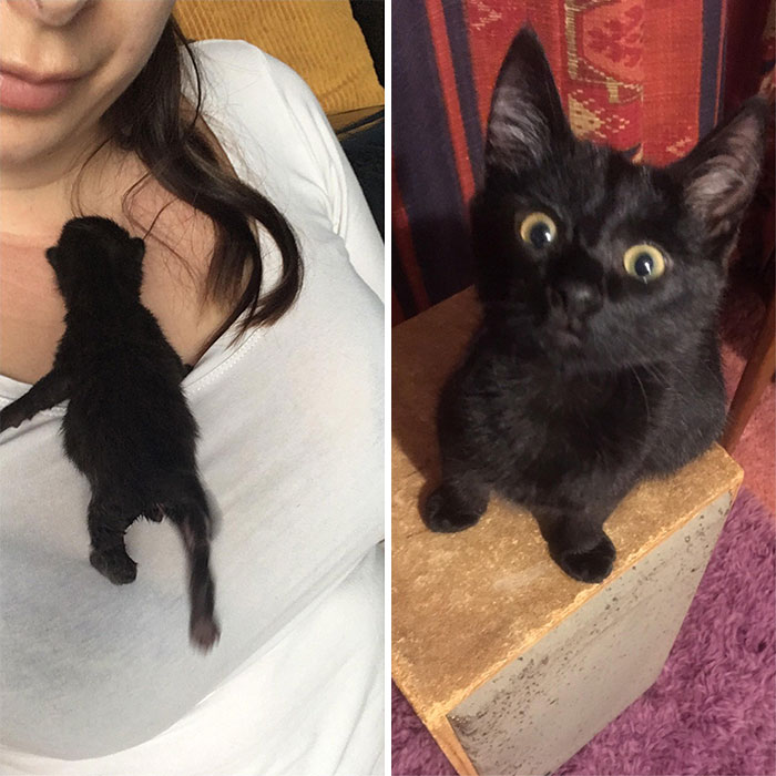 96 gramos cuando lo adopt&eacute;, ahora 2 kilos y casi 4 meses
